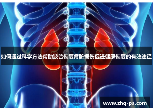 如何通过科学方法帮助波普恢复肾脏损伤促进健康恢复的有效途径